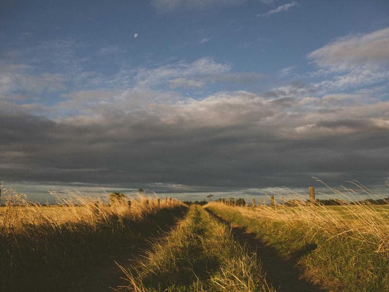 Sustainable Bamboo Export to Europe